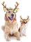 Hunde-/Elchgeweih-/Rentier-Mütze, für Hunde und Katzen, Weihnachts-Kostüm, Outfits für kleine und große Hunde, Kopfbedeckung, Haarpflege-Zubehör (Größe M (für mittelgroße Hunde), braun)