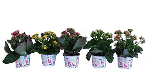 Kalanchoe Calandiva - Pack de 5 Plantas con Flor - Flores de Colores - Plantas Naturales