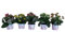 Kalanchoe Calandiva - Pack de 5 Plantas con Flor - Flores de Colores - Plantas Naturales