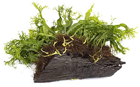 Lincolnshire Pond Plants Ltd - Java Moss + Anubias + Java Fern on Small Bogwood