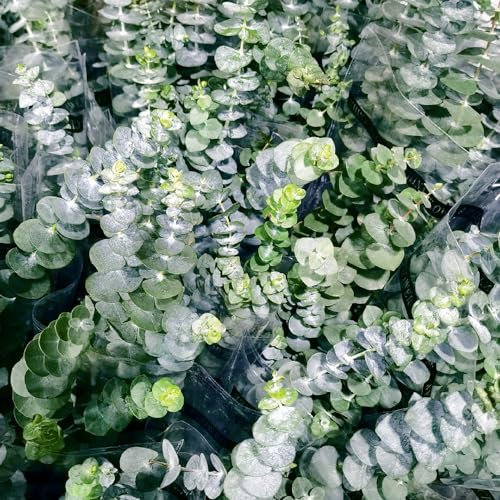 500 pcs eukalyptus samen winterhart - hochbeet balkon, garten hochbeet eukalyptus baum exotische pflanzen, gartenpflanzen winterharte stauden mehrjährig, sträucher winterhart stauden