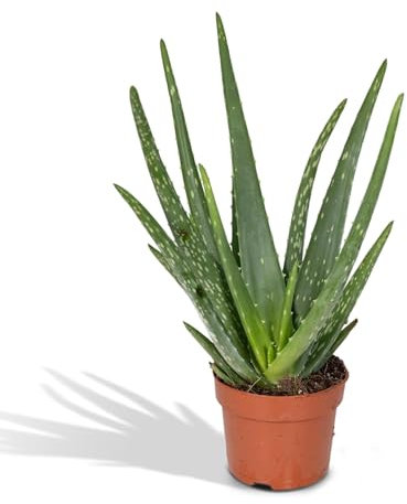 Aloe Vera - Ø12-40cm