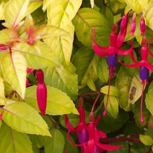 Fuchsia 'Genii' 15cm Pot Size