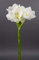 Große Amaryllis 65cm weiß-Creme GA Seidenblumen Kunstblumen künstliche Blumen
