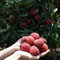 30 Pcs Litschi Baum Samen, Luftreinigende Zimmerpflanzen, Baumschutz Winter (Litchi Chinensis) Kälteschutz Für Pflanzen, Säulenobstbäume Winterharte Pflanzen Für Kübel, Säulenobst