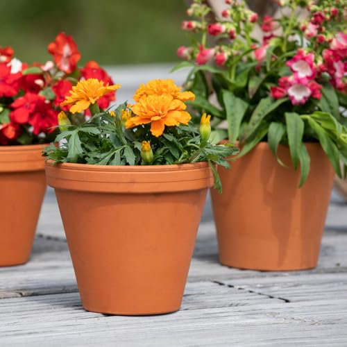 Tagetes orange, Topf-Ø 12 cm, 6er-Set