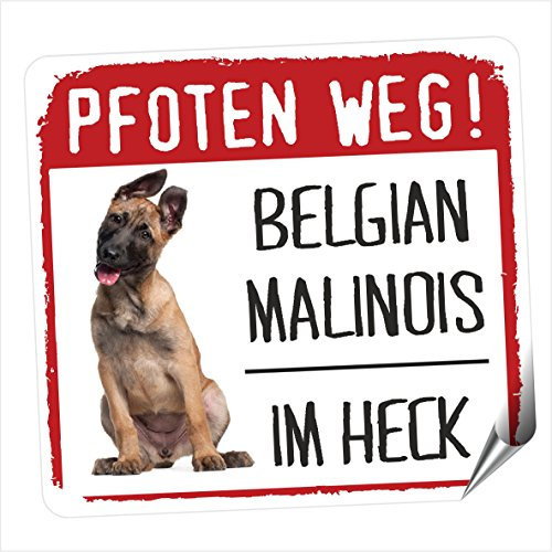 siviwonder Autoaufkleber Belgian Malinois im Heck - reflektierende Reflexfolie, Hinweis Hund im Auto, Kleiner Sticker für Heckscheibe, Fenster, Stoßstange, Hundeaufkleber Pfoten Weg, 9 x 8 cm