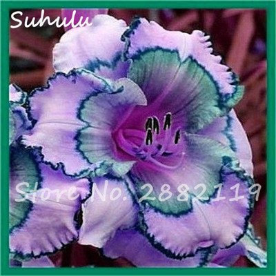 Hemerocallis Hemerocallis Semilla Semilla 50Pcs híbrido Holanda del arco iris Bonsai semilla de flor Hemerocallis Lirio delicioso vegetal sana puede comer 10