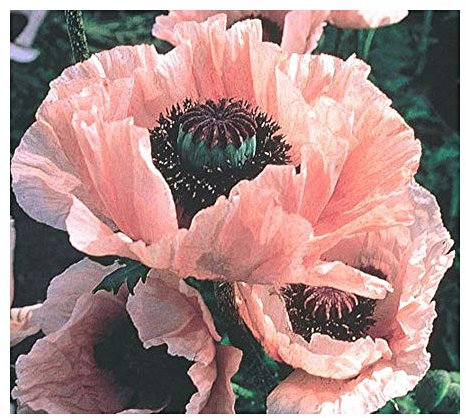 Papaver Coral Reef - Riesenmohn - Türkischer Mohn Coral Reef - 20 Samen