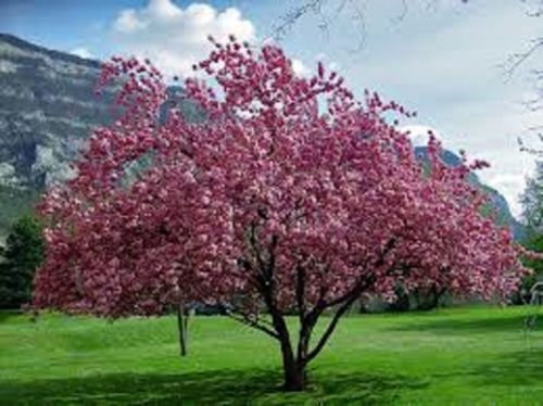 35 Semillas de Prunus serrulata La floración de cerezo japonés