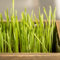 katzen grass samen, katzengras samen einfacher Anbau saatgut katzengrass balkonpflanzen zimmerpflanzen hohe Keimrate, schnellwachsende pflanzen katzenfreundlich, cat grass katzen gras, 50pcs