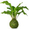 Tranquil Plants Home Decor Fern Bonsai Tree Indoor Plant in Green Moss Ball for Bedroom | Zen Garden and Desk Decor | Indoor House Plant or Gardening Gifts 10 Years.- 25cm High