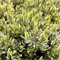 Lavanda Variegata Dentata Lavandula Variegata vaso 19cm aromatica novità