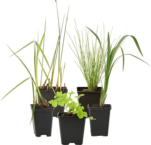 INVITAL Teichpflanzen Set mit 5 Teichpflanzen