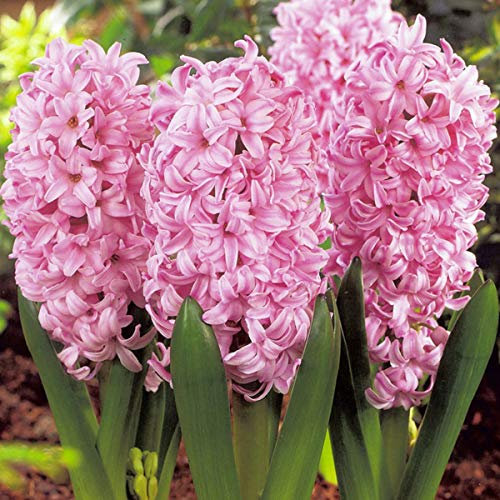 25 x Hyazinthen Rose - Blumenzwiebeln Großhandelspreise