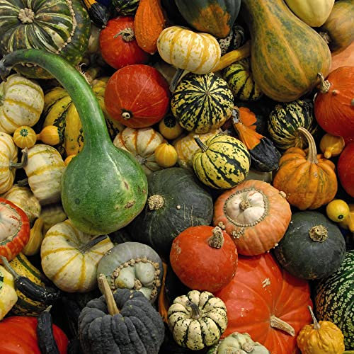 Ornamental Gourd Mixed Seeds for Planting UK 'Autumn Glory' Cucurbita Pepo Half-Hardy Annual Inedible Fruits Use As Decorations Easy to Grow Your Own Plants (Approx. 25 Seeds) by Thompson and Morgan