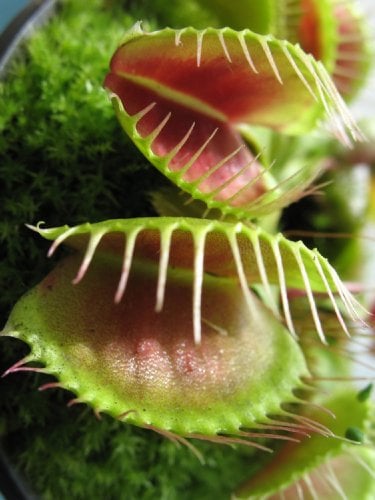Seedeo® Anzuchtset Venus Fliegenfalle (Dionaea muscipula)
