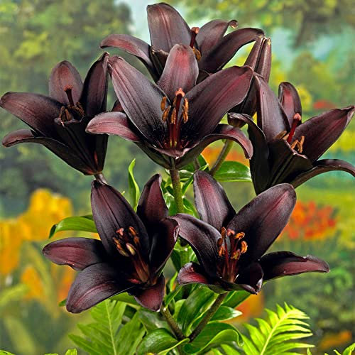 Lily Landini, Pack of 10 Bulbs, Size 12/14, Black Flowered Lilies