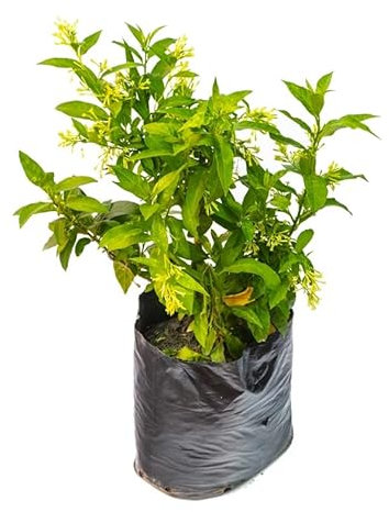Galan de Noche Natural Perfecto para los Amantes de la Jardinería y la Decoración Exterior