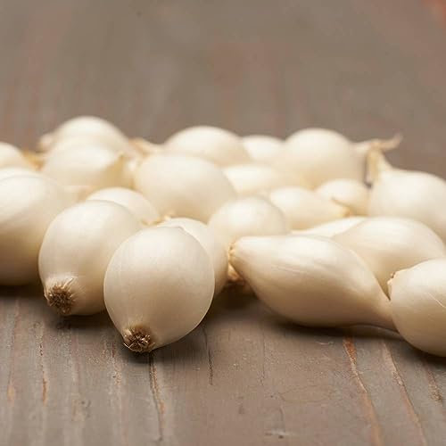 Steckzwiebeln Snowball (500 g), Oignon de légume doux et piquant, Bulbes à planter de haute qualité des Pays-Bas (pas de graines), Taille des bulbes à planter : 4-2 mm.