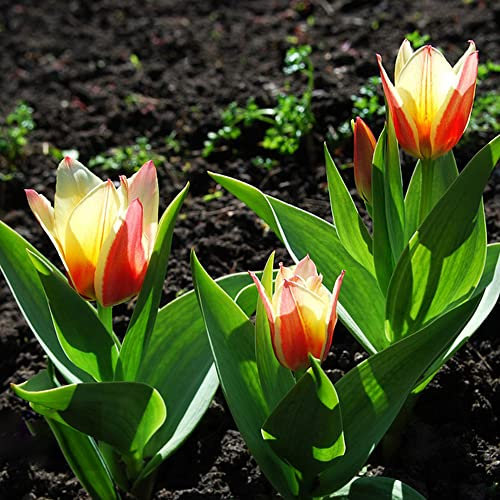 Tulpenzwiebeln Winterhart MehrjäHrig Blumenzwiebeln Zierlauch Zwiebeln Frisch Blumen Gartendeko FüR DraußEn Wildtulpen Zwiebeln Dipladenia Gartenpflanzen Balkonblumen 5 Tulpen Zwiebeln RotWeiß