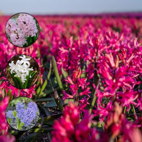 24 Piezas Bulbos de Flores Bulbos de Jacinto Resistentes Perennes - Macetas Plantas de Interior Jardinería Urbana, Hyacinthus Orientalis, Jardín Interior Plantas de Jardín de Rocas