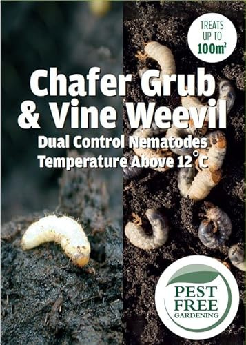 Pest Free Gardening Vine Weevil & Chafer Grub DUAL Control Nematodes Natural Organic Weevil Killer | 12+ degrees | (100sqm)