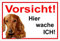 Melis-Folienwerkstatt Schild Warnschild Dackel Vorsicht freilaufender Hund – Achtung – Hier wache ich – 20x30cm – S24E