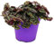 Exotenherz - Tradescantia Purple Passion - Dreimasterblume mit lila Blättern - 12cm Topf