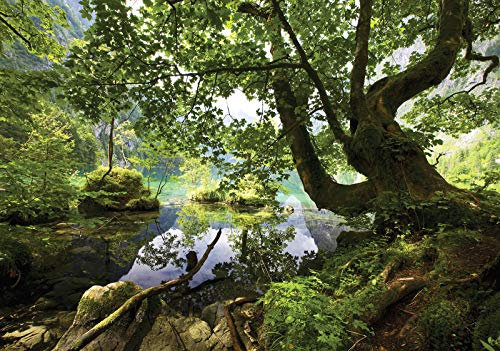 Forwall Fototapete Vlies Tapete Wanddeko Natur Wald - Bäume Grün Pflanzen Moderne Wanddekoration 10222VEXXXL 416cm x 254cm Schlafzimmer Wohnzimmer