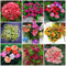 SVI FRISCH 100 PCS Frische Geranie Blumensamen für Pflanzen Mixed 1