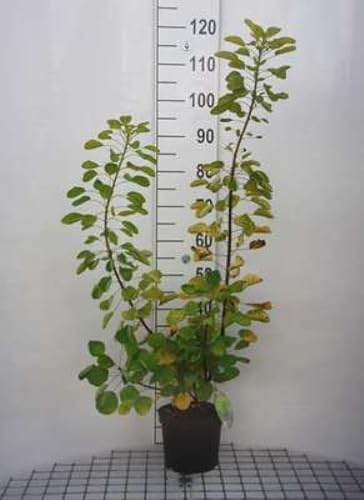 Cotinus cogg. 'Golden Spirit'® ('ancot'®) - Perückenstrauch Golden Spirit 40-60 cm Container