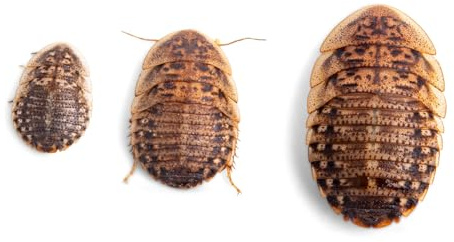 Fluker's Live Dubia Roaches, Premium Feeder Insects for Reptiles, Amphibians, and Arachnids (100 Count Medium)