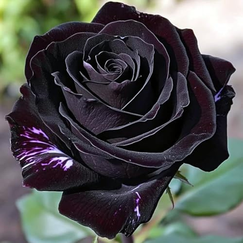 Rizoma Di Rosa Raro, Sorprendentemente Crescente, Perenne, Adatto A Primavera E Autunno, Ideale Per La Vista In Giardino, Non Necessita Di Irrigazione-1 Rizoma-B