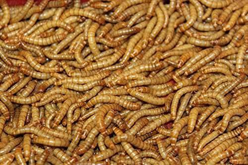 Mehlwürmer lebend 50 g Dose SAHAWA Aufzucht Vogelfutter