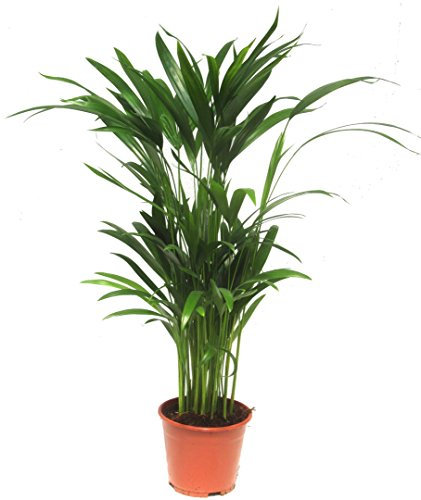 Dypsis lutescens - Areca Palme - Goldfruchtpalme - Zimmerpflanze 14 cm Topf Gesamthöhe ca. 50 cm