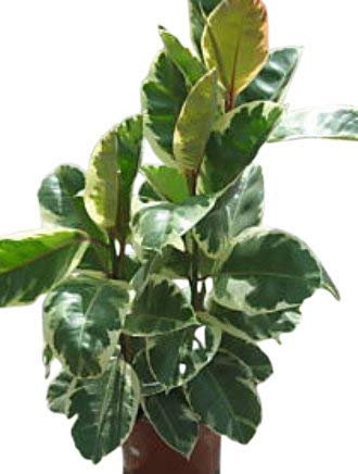 Indoor Plant -House or Office Plant -Ficus elastica Variegata - Variegated Rubber Plant Approx 90cm Tall