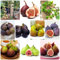 400 Pcs Feigenbaum Winterhart Samen, Bio Saatgut, Alte Sorten Saatgut Feigen,Feige - Ficus Carica - Seltene Pflanzen Pflanzen Samen Indoor Zimmerpflanzen, Samen Topf Pflanze Obstbäume