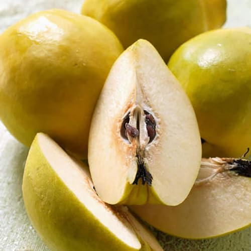 100 pcs quittenbaum winterhart samen, säulenobst winterhart, samen quittenbaum kaufen - Cydonia oblonga - winterharte pflanzen für balkon, balkongarten obstbäume kaufen, ostergeschenke