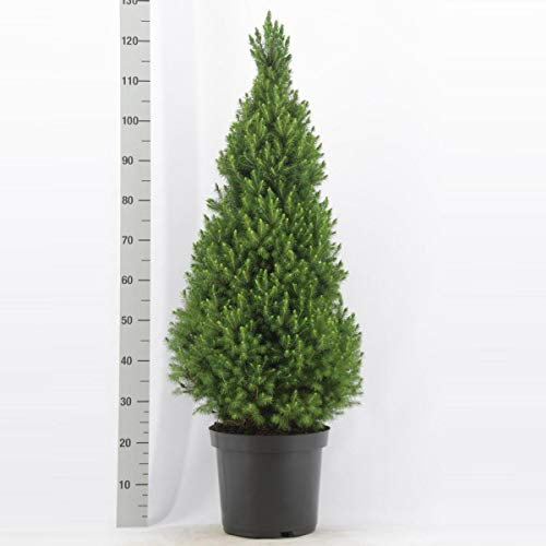 Picea glauca ‘Conica’ ca. 30 cm – Zuckerhutfichte (Zwergkonifere) – kompakt, winterhart & ganzjährig grün – ideal für Garten, Terrasse oder als Kübelpflanze