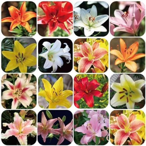 Lilien zwiebeln,winterharte,lilie riesen,lilie ismene,lilienknollen,lilien deko,lilien im topf,asiatische lilien,lilien zwiebeln winterhart mehrjährig,lilien,lilie forever susan.-6zwiebeln-A