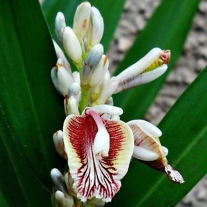5 Rare Samen von Alpinia Galgant - Thai Ginger - Galgant