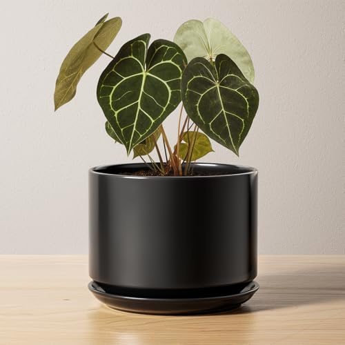 LE TAUCI Blumentopfe Keramik, 17cm, mit Untersetzer & Drainageloch, Schwarz | Übertopf für Zimmerpflanzen, Blumentopf mit Integrierter Untersetzer, Drainagelöchern, Pflanztopf Set für Wohnzimmer & Büro