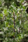 Ilex meserveae 'Blue Angel' 80 cm - Stechpalme, immergrün, rote Beeren, ideal für Hecken, winterhart und pflegeleicht