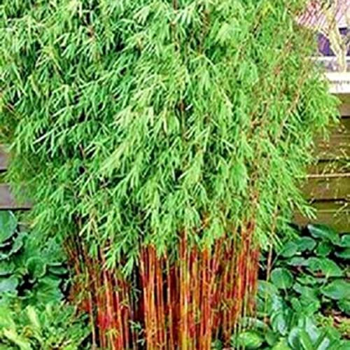 Luojuny Semillas de bambú, 300 piezas Semillas de bambú Consolación espiritual Color mezclado decorativo Fácil de cultivar Semillas de jardinería para jardín Color mixto