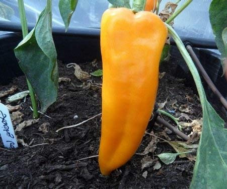 10 + Semillas Fornido oro Asador Pimiento Capsicum annuum