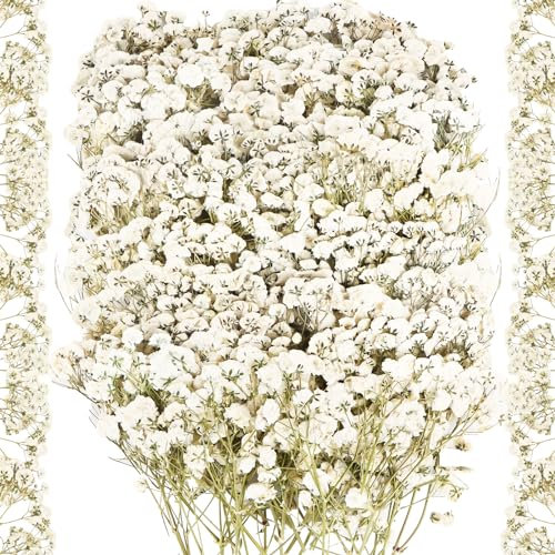 100 Stück Schleierkraut Getrocknet Natürliche Getrocknete Blumen Weiß Trockenblumen zum Basteln, Gepresste Blumen für DIY Kerzen Harz Schmuck Nagel Anhänger Kunsthandwerk Kunst Blumen Dekoration