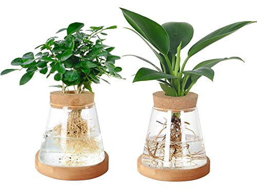 JOJOCY Vaso in vetro per avocado, 2 pezzi, stazione di propagazione delle piante, vaso in vetro trasparente con coperchio in legno e supporto in bambù, per coltivare idroponica, decorazione da tavolo