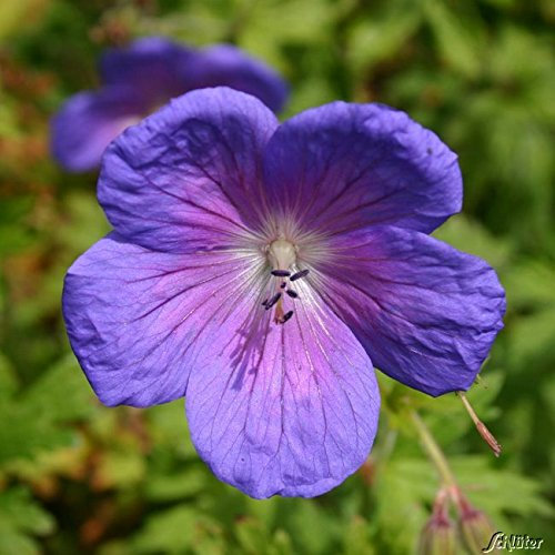 Storchschnabel - Himalaya