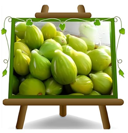 Feige St. John - Obstpflanze alte Frucht auf Blumentopf 20 Baum max 170 cm – 2 Jahre Anbau Italien